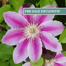 Load image into Gallery viewer, Clematis 'Carnaby'