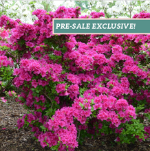 Load image into Gallery viewer, Azalea 'Girard's Fuchsia'