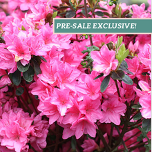 Load image into Gallery viewer, Azalea 'Tradition'