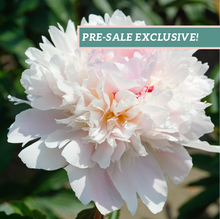 Load image into Gallery viewer, Peony 'Alertie'