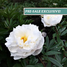 Load image into Gallery viewer, Peony 'Allan Rogers'