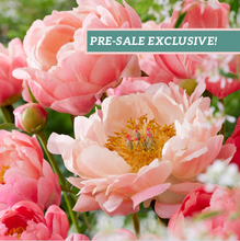 Load image into Gallery viewer, Peony 'Coral Charm'