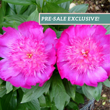 Load image into Gallery viewer, Peony 'Easy Lavender''