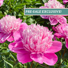 Load image into Gallery viewer, Peony 'Edulis Superba'