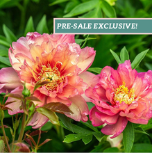 Load image into Gallery viewer, Peony 'Itoh Julia Rose'