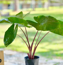 Load image into Gallery viewer, Alocasia 'Imperial Red'