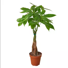 Load image into Gallery viewer, Braided Money Tree