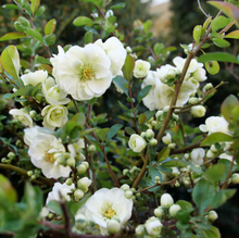 Load image into Gallery viewer, Quince Double Take® Eternal White'