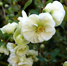 Load image into Gallery viewer, Quince Double Take® Eternal White'