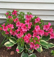 Load image into Gallery viewer, Azalea 'Rene Michelle'