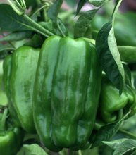 Load image into Gallery viewer, Pepper 'Better Belle'