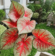 Load image into Gallery viewer, Caladium 'Southern Charm'
