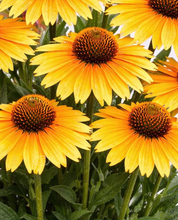 Load image into Gallery viewer, Echinacea 'Artisan Yellow Ombre'