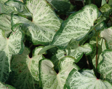Load image into Gallery viewer, Caladium 'White Marble'