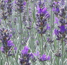 Load image into Gallery viewer, Lavender 'Silver Forever'