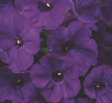 Load image into Gallery viewer, SUPERTUNIAS®