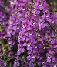 Load image into Gallery viewer, Angelonia