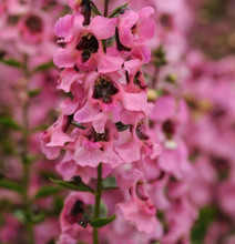 Load image into Gallery viewer, Angelonia