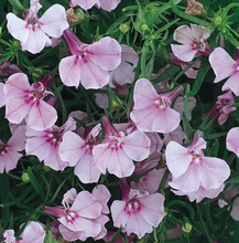 Load image into Gallery viewer, Lobelia 'Riviera Lilac'