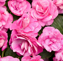 Load image into Gallery viewer, Double Impatiens