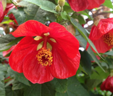 Load image into Gallery viewer, Abutilon 'Lucky Lantern'