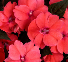 Load image into Gallery viewer, Sunpatiens®