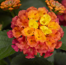 Load image into Gallery viewer, Lantana