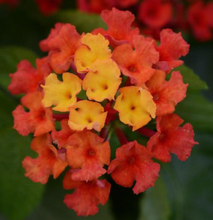 Load image into Gallery viewer, Lantana