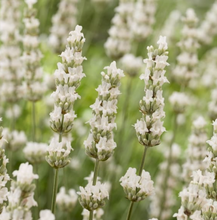 Load image into Gallery viewer, Lavender 'Exceptional'