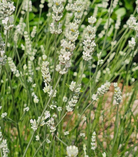 Load image into Gallery viewer, Lavender 'Exceptional'