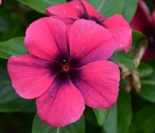 Load image into Gallery viewer, Vinca