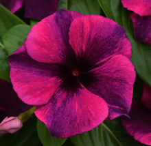 Load image into Gallery viewer, Vinca