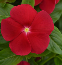 Load image into Gallery viewer, Vinca