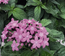Load image into Gallery viewer, Pentas