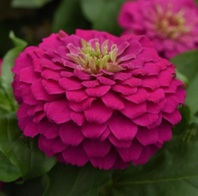Load image into Gallery viewer, Zinnias
