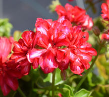 Load image into Gallery viewer, Ivy Geranium