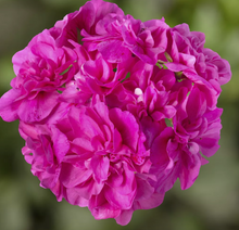 Load image into Gallery viewer, Ivy Geranium