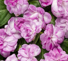 Load image into Gallery viewer, Double Impatiens