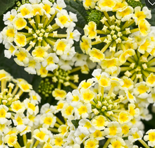 Load image into Gallery viewer, Lantana