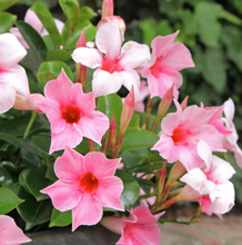Load image into Gallery viewer, Dipladenia