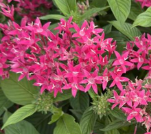 Load image into Gallery viewer, Pentas