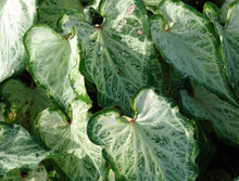 Load image into Gallery viewer, Caladium 'White Marble'