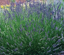 Load image into Gallery viewer, Lavender 'Silver Forever'