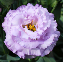 Load image into Gallery viewer, Lisianthus