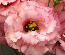 Load image into Gallery viewer, Lisianthus