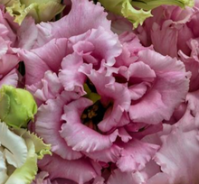 Load image into Gallery viewer, Lisianthus