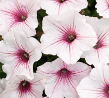 Load image into Gallery viewer, SUPERTUNIAS®