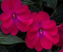 Load image into Gallery viewer, Sunpatiens®