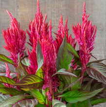Load image into Gallery viewer, Celosia