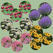 Load image into Gallery viewer, Easy Care Beginners Garden